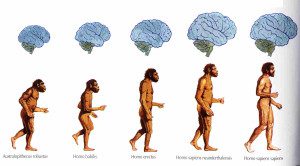 L' Evoluzione del Cervello