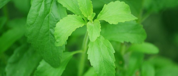 Stevia: interessante e funzionale dolcificante Paleo